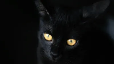 кошка в темноте, фото - Новости Zakon.kz от 20.02.2026 15:55