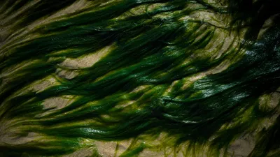 Водоросли, дно, песок, фото - Новости Zakon.kz от 21.02.2026 02:59