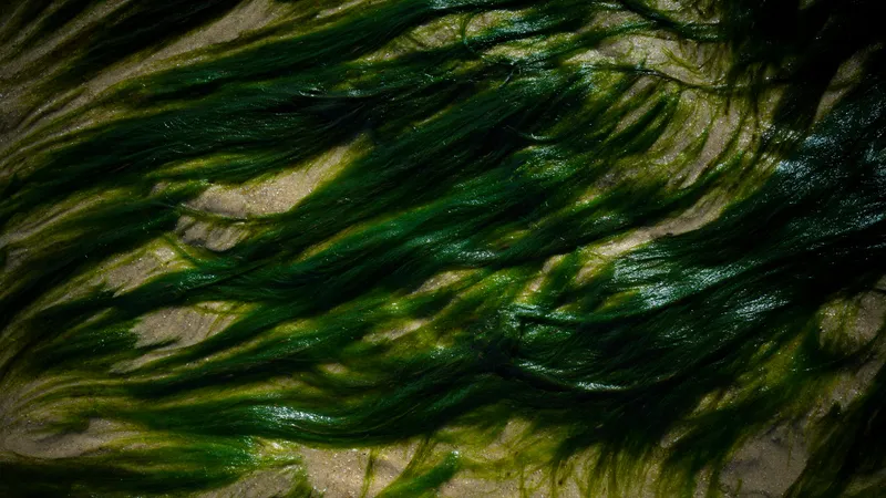 Потепление привлекло в Средиземное море опасные для человека водоросли