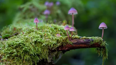 нарушения восприятия от грибов, фото - Новости Zakon.kz от 20.02.2026 22:04