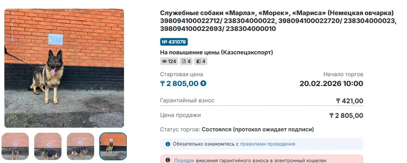 страница торгов по овчарке, фото - Новости Zakon.kz от 20.02.2026 12:24