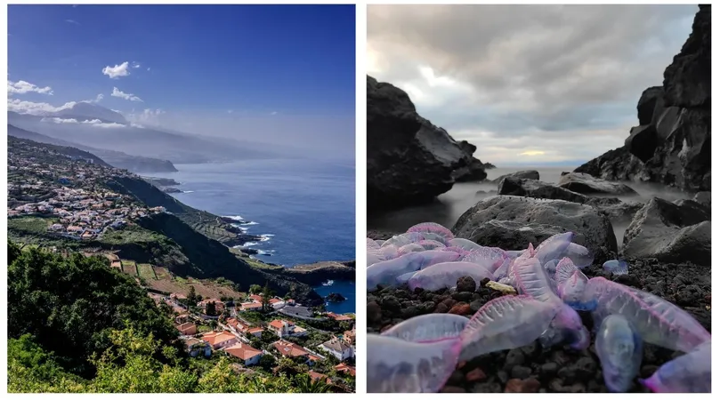 На Канарских островах закрывают пляжи из-за ядовитых морских существ