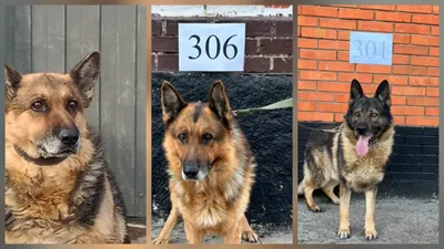 собаки на торгах, фото - Новости Zakon.kz от 20.02.2026 12:24