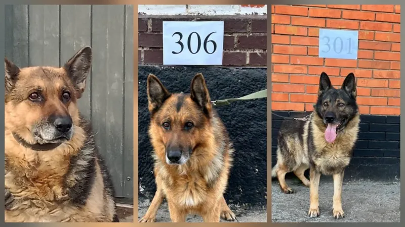 Собак, охранявших границу Казахстана, выставили на торги: реакция казахстанцев бесценна