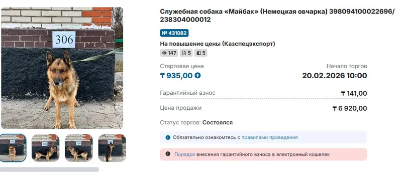 страница торгов по овчарке, фото - Новости Zakon.kz от 20.02.2026 12:24