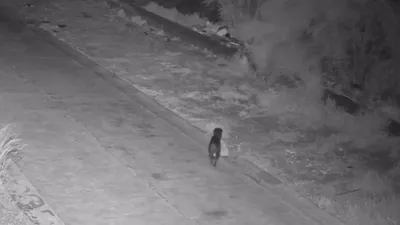 собака, выбрасывающая мусор, фото - Новости Zakon.kz от 21.02.2026 12:49