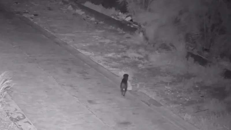 Итальянец обучил собаку незаконно выбрасывать мусор: полиция выписала штраф