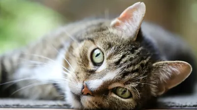 Зоогостиницы в Алматы, фото - Новости Zakon.kz от 22.02.2026 04:40