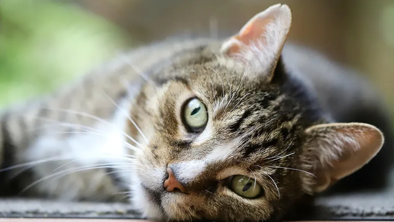 Кошкин дом: в Казахстане домашним животным предлагают двухэтажные апартаменты