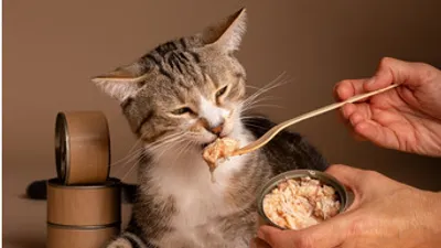 Кошка, еда, корм, руки, фото - Новости Zakon.kz от 23.02.2026 07:38