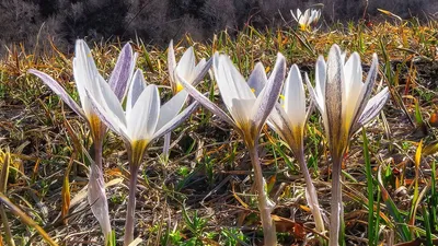 подснежники, цветы, фото - Новости Zakon.kz от 24.02.2026 10:35