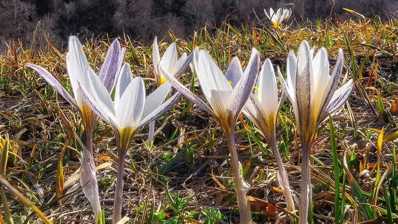 "Страна, в которой хочется побывать": горные цветы Алматы покорили сердца иностранцев