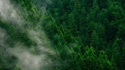 Деревья, леса, туман, фото - Новости Zakon.kz от 25.02.2026 03:59