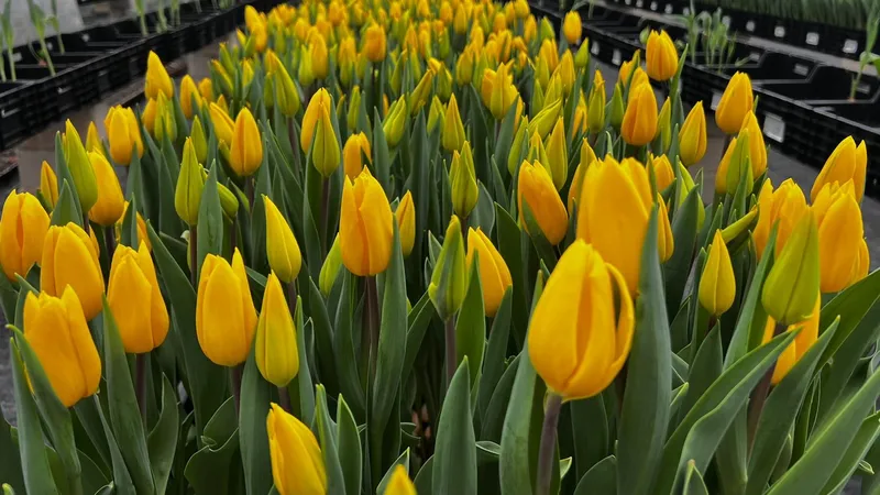 Весенние истории: как семейные теплицы обеспечивают казахстанцев тюльпанами