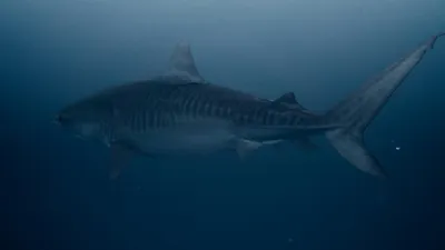 Вода, морской хищний, фото - Новости Zakon.kz от 25.02.2026 02:59