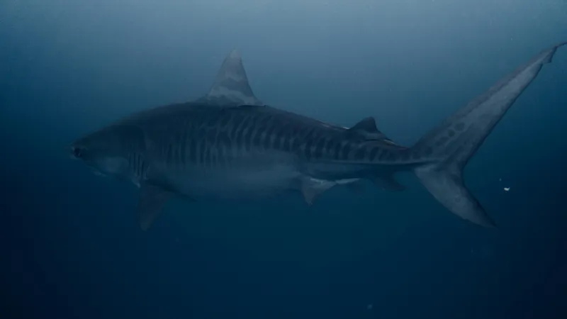 Акула растерзала врача-спортсмена на глазах родных