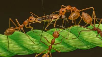 Муравьи, охота, еда, фото - Новости Zakon.kz от 25.02.2026 07:56