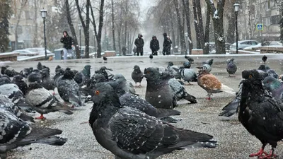 Снег, снегопад, зима, холод, мороз, заморозки, фото - Новости Zakon.kz от 26.02.2026 17:36