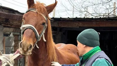 лошадь, человек, фото - Новости Zakon.kz от 26.02.2026 11:01