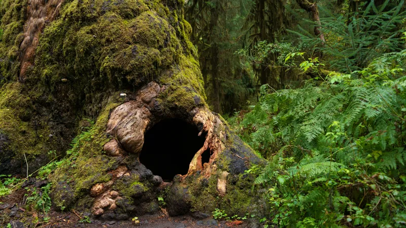 В 1940 году человек последовал за своей собакой в дупло дерева и обнаружил тайное место