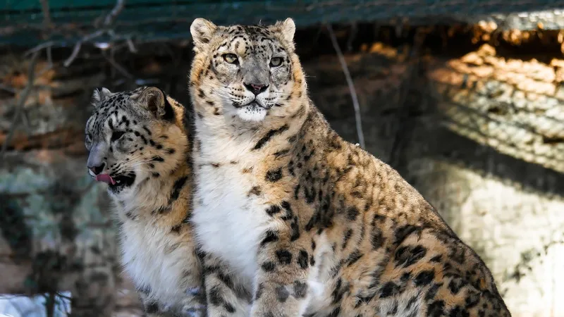 Резвящихся детенышей снежного барса сняли на видео в горах Алматы – редкие кадры
