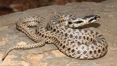 Палласов полоз, редкий вид змеи , фото - Новости Zakon.kz от 27.02.2026 10:41