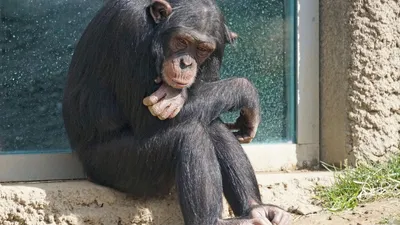 шимпанзе, фото - Новости Zakon.kz от 27.02.2026 14:57