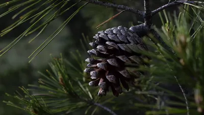 шишка, ветка, фото - Новости Zakon.kz от 27.02.2026 15:18