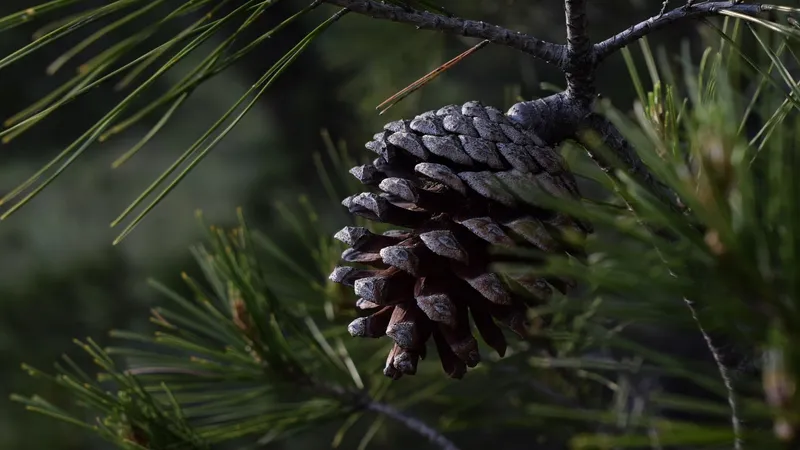 Живые свидетели эпох: север Казахстана приютил уникальные 200-летние сосны