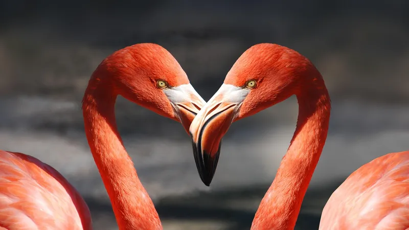 "Какая грация, величие, мощь": краснокнижные птицы вернулись в Казахстан