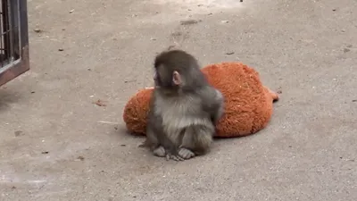 макака Панча, фото - Новости Zakon.kz от 28.02.2026 17:48