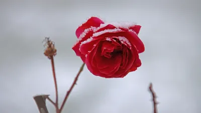 роза, снег, фото - Новости Zakon.kz от 02.03.2026 18:06