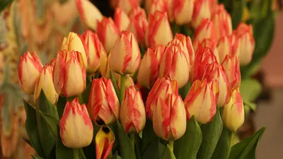 тюльпаны, фото - Новости Zakon.kz от 03.03.2026 16:36