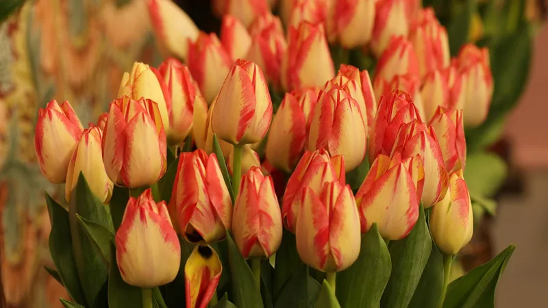 Что означает каждый цвет тюльпана на языке любви