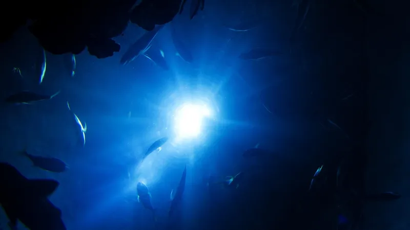 Ученые пять лет слышали в глубинах океана странный голос: чей он