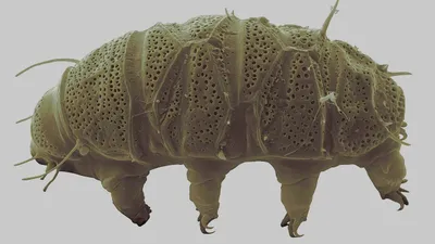 Тихоходки, микроскопические "водяные медведи", фото - Новости Zakon.kz от 05.03.2026 06:20