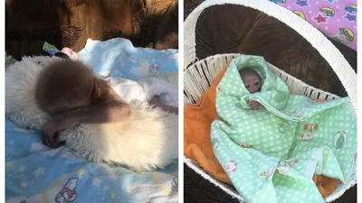 Трогательная история обезьяны Джима из зоопарка Алматы завирусилась в Сети, фото - Новости Zakon.kz от 04.03.2026 12:22