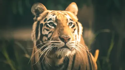 реинтродукция тигров в Казахстане, фото - Новости Zakon.kz от 05.03.2026 10:48