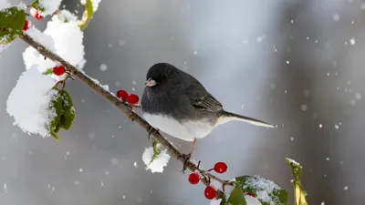 птица, ветка, снегопад, фото - Новости Zakon.kz от 04.03.2026 11:30