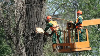 "Это будет катастрофа": алматинцы и биологи – о возможном ограничении высоты деревьев
