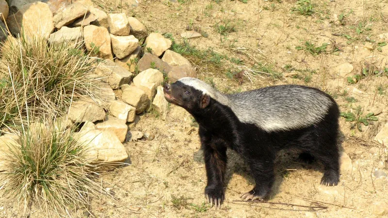 Редкого хищника встретили в Устюртском заповеднике: сняты уникальные кадры