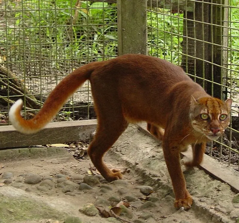 калимантанская кошка, фото - Новости Zakon.kz от 05.03.2026 16:02