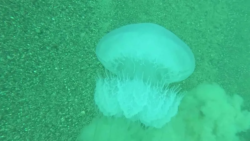 ядовитая медуза в Анталье, фото - Новости Zakon.kz от 05.03.2026 12:55
