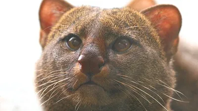 ягаундри, фото - Новости Zakon.kz от 05.03.2026 16:02