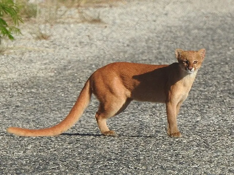 ягаундри, фото - Новости Zakon.kz от 05.03.2026 16:02