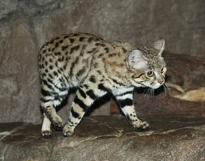 черноногая кошка, фото - Новости Zakon.kz от 05.03.2026 16:02