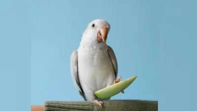 американца арестовали за то, что он поил попугая пивом и кормил марихуаной, фото - Новости Zakon.kz от 06.03.2026 22:56