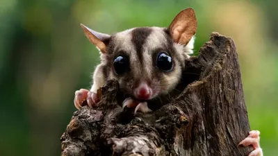Карликовый длиннопалый поссум, фото - Новости Zakon.kz от 06.03.2026 18:51