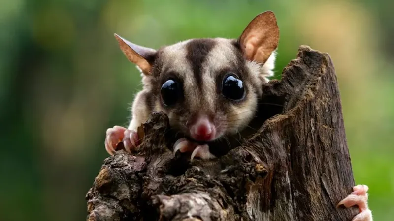 Тайна тропических лесов: в Новой Гвинее нашли животных, считавшихся вымершими