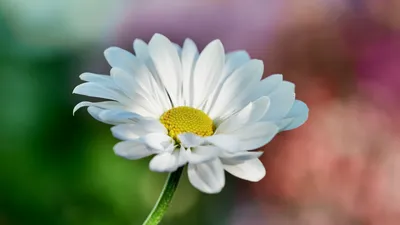 ромашка, фото - Новости Zakon.kz от 07.03.2026 09:21